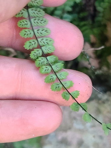 Image of Asplenium palmeri by no rights reserved