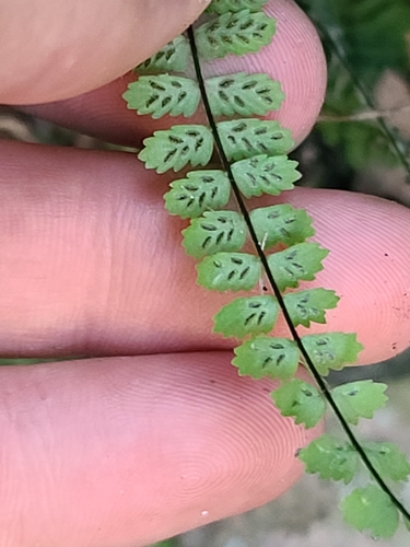 Image of Asplenium palmeri by no rights reserved