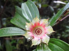 Melastoma sanguineum
