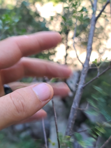 Image of Fraxinus gooddingii by no rights reserved