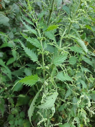 Mountain Nettle (Urtica gracilenta)