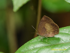 Arhopala perimuta