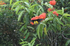 Troides helena cerberus