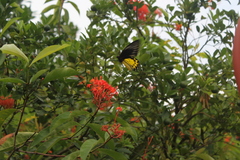 Troides helena cerberus