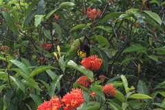 Troides helena cerberus