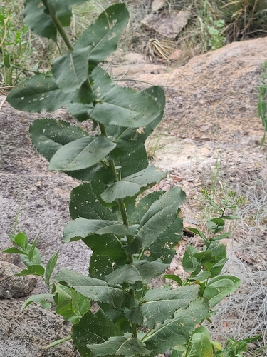 Image of Acourtia thurberi by no rights reserved
