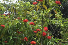 Troides helena cerberus