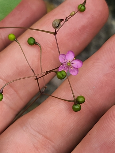 Talinum sonorae (Talinum sonorae)