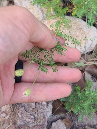 Image of Dalea lumholtzii by no rights reserved