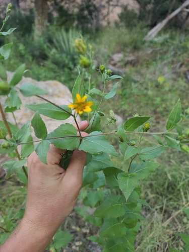 Image of Aldama cordifolia by no rights reserved