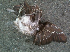 Nycticorax nycticorax