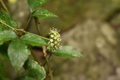 Image of Eleutherococcus trifoliatus by (c) Yung-Lun Lin, some rights reserved (CC BY)