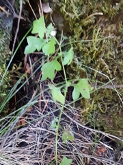 Nemophila pedunculata