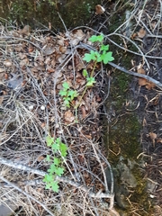 Nemophila pedunculata