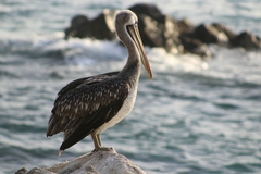 Pelecanus thagus