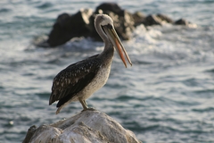 Pelecanus thagus