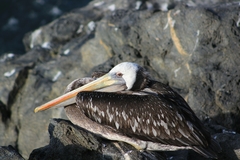 Pelecanus thagus