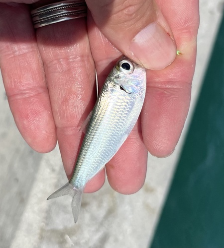 Blackbill sprat (Harengula clupeola) — Clupeidae — 5