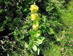 Gentiana lutea lutea