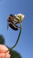 Apis mellifera