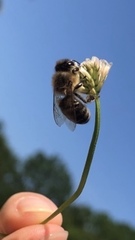Apis mellifera