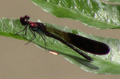 Heliocypha fenestrata cornelli