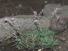 Acantholimon armenum