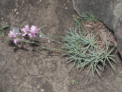 Acantholimon armenum