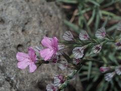 Acantholimon armenum
