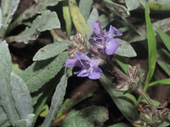 Salvia canescens