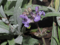 Salvia canescens