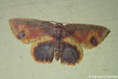 Chrysocraspeda mitigata