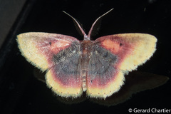 Chrysocraspeda dysmothauma