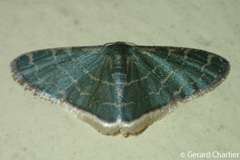 Lophophleps triangularis