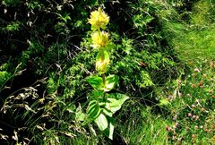 Gentiana lutea lutea