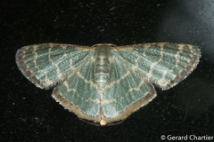 Lophophleps triangularis
