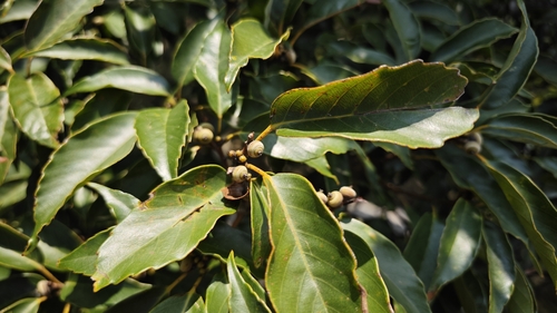 Quercus glauca iNat (2)