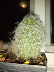 Cephalocereus senilis