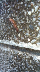 Helicorthomorpha
