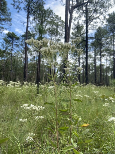 waxy thoroughwort (Eupatorium glaucescens)