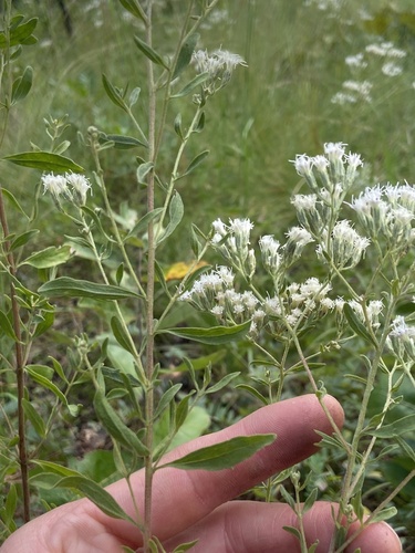 Image of Eupatorium glaucescens by (c) Scott Ward, some rights reserved (CC BY)