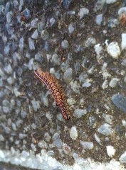 Helicorthomorpha