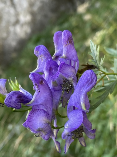 Image of Aconitum variegatum by (c) Thomas Ebner, some rights reserved (CC BY)