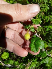 Ribes lobbii