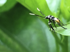Rhynchocoris