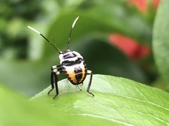 Rhynchocoris