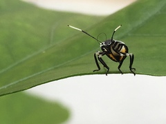Rhynchocoris