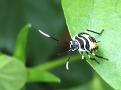 Rhynchocoris