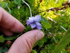 Viola langsdorffii