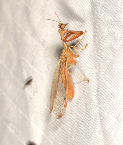 Four-spotted Mantisfly photo 4